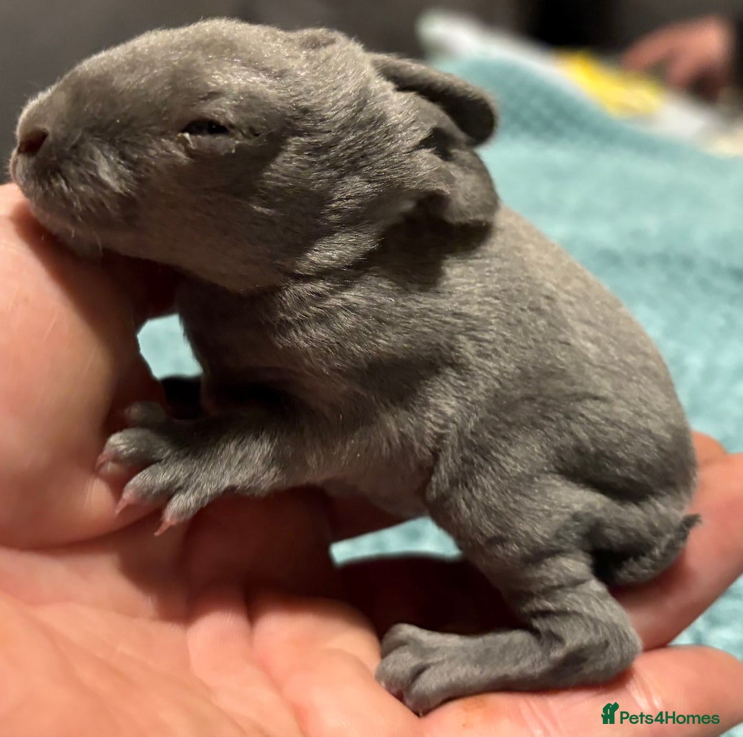 Rex rabbits for sale: Two beautiful rabbit litters - Image 21
