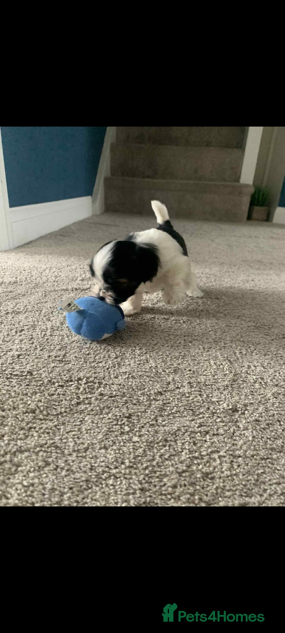 Cavapoo dogs for sale: Cavapoo puppy  - Advert 5