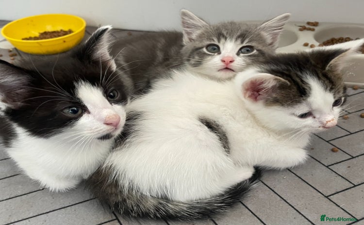 Mixed Breed cats - Advert 15