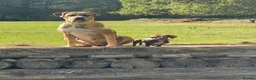 Mixed Breed dogs for sale: Mastiff Mix *Waiting List Open* - Advert 2