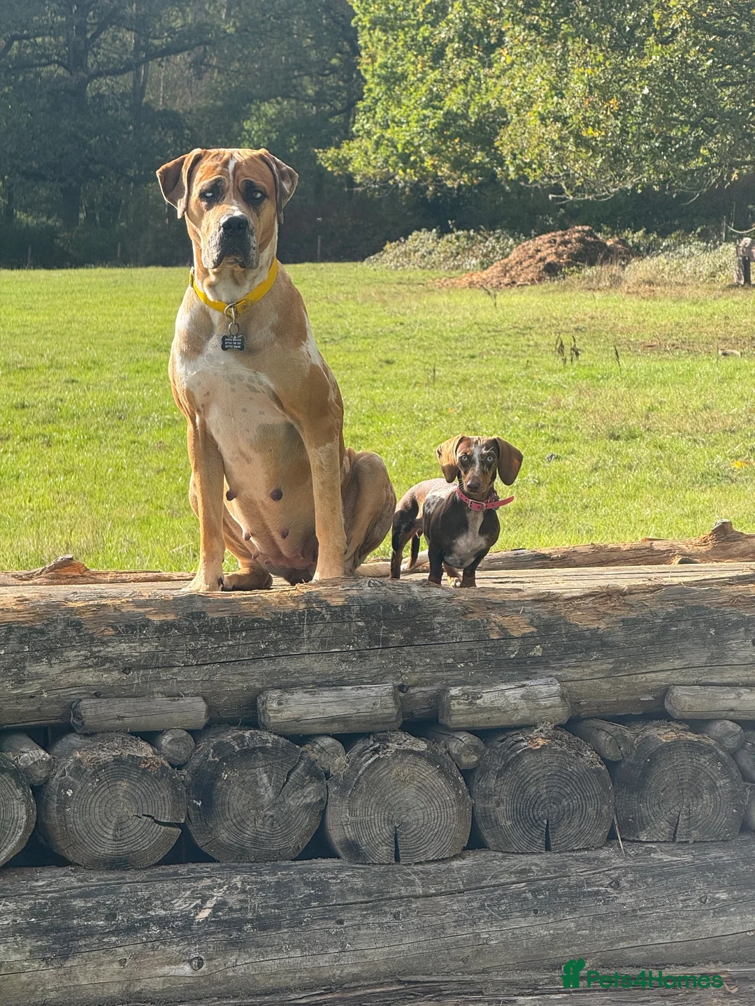 Mixed Breed dogs for sale: Mastiff Mix *Waiting List Open* - Advert 2