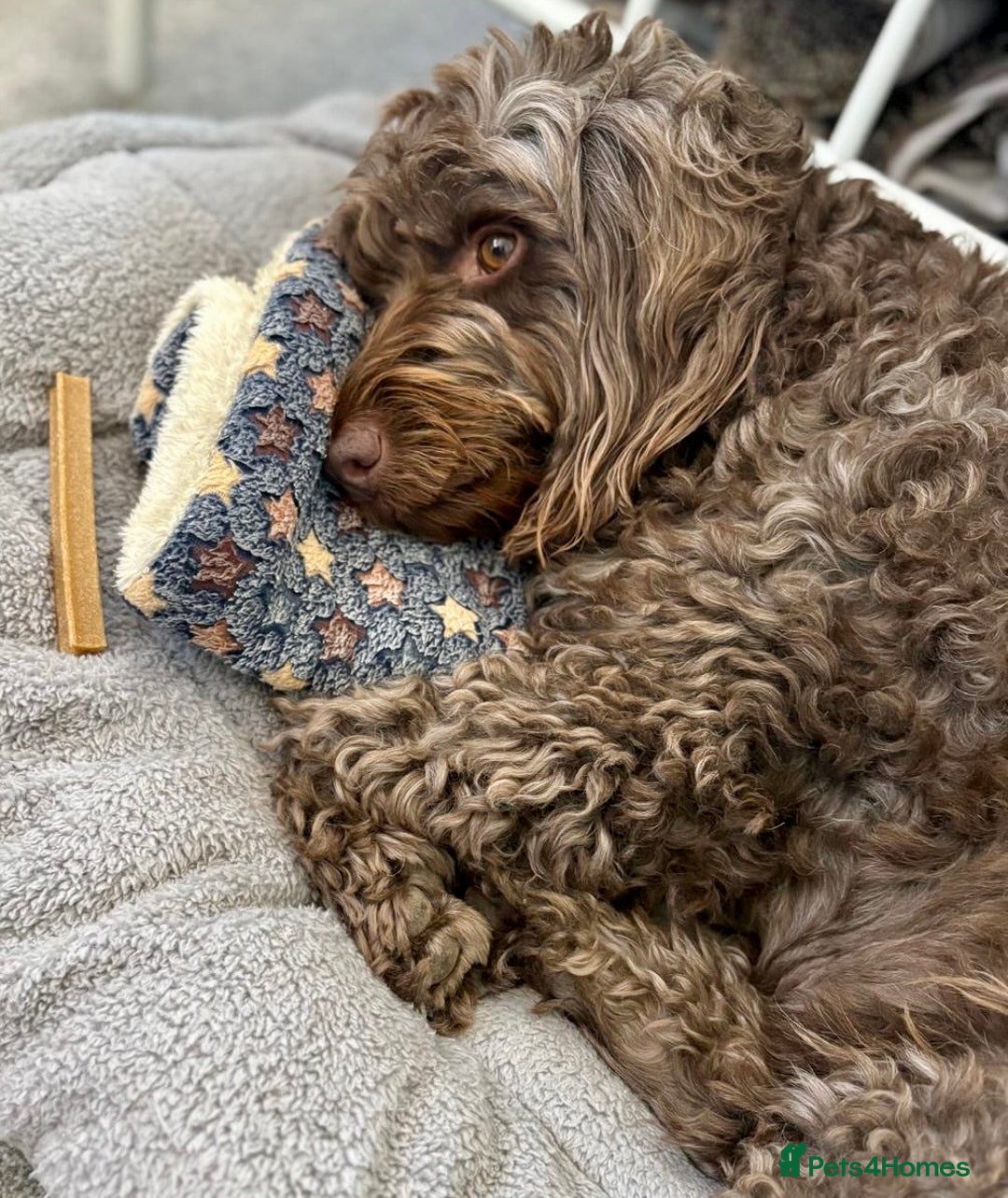 Cockapoo dogs for adoption: Rolo is looking for his new home!  - Advert 2