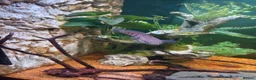 Cichlids fish for sale: Emperor snakehead channa perfect specimen - Advert 2