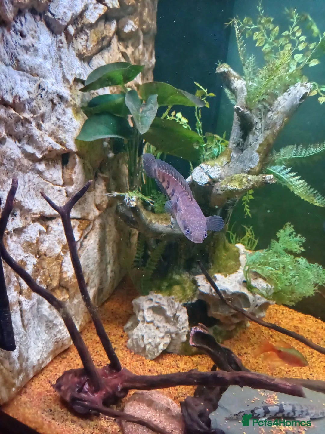 Cichlids fish for sale: Emperor snakehead channa perfect specimen - Advert 2