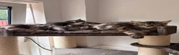 Maine Coon cats for sale: 🐾Beautiful Maine Coon Kittens 🐾 - Advert 2