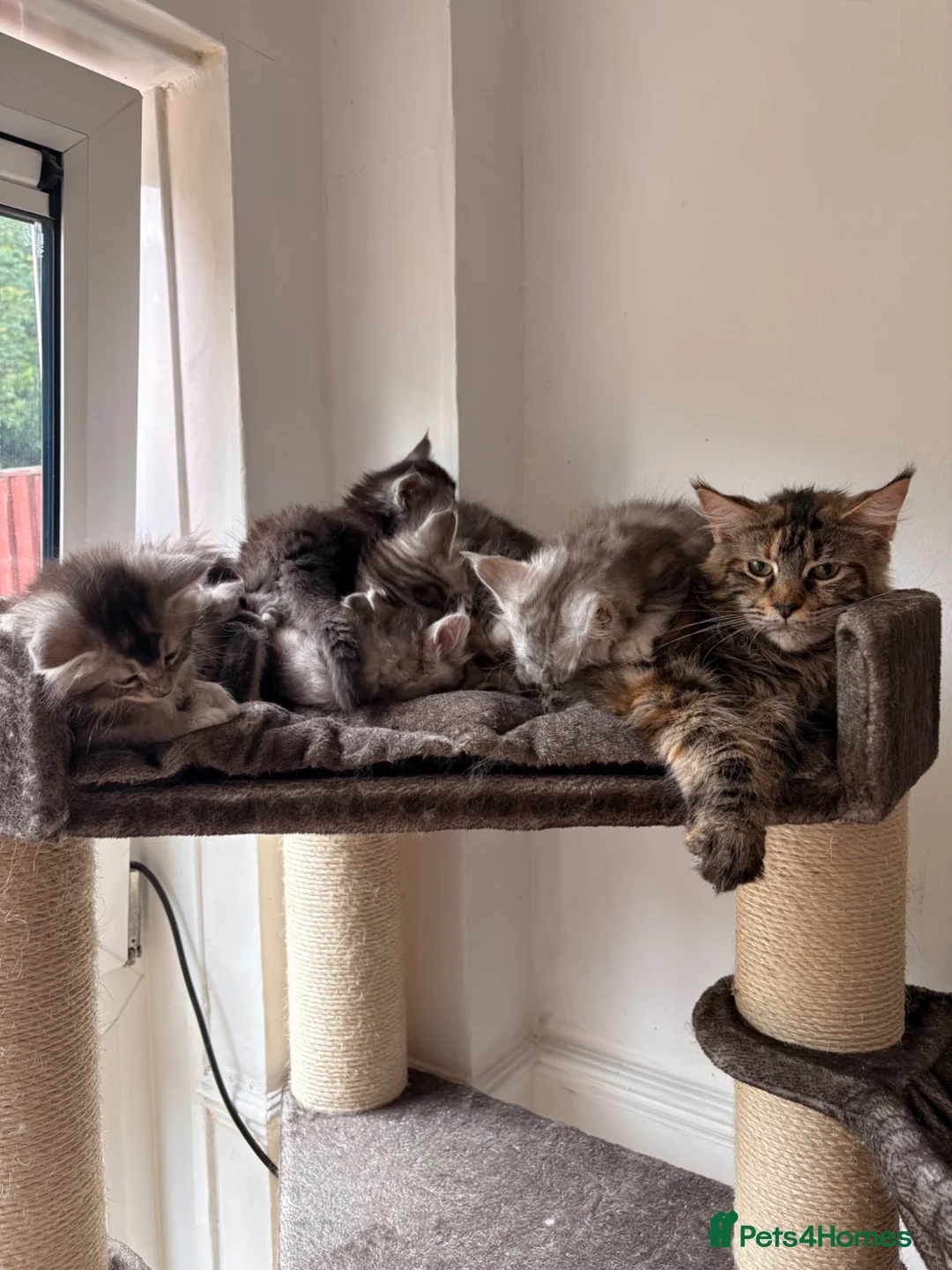 Maine Coon cats for sale: 🐾Beautiful Maine Coon Kittens 🐾 - Advert 2