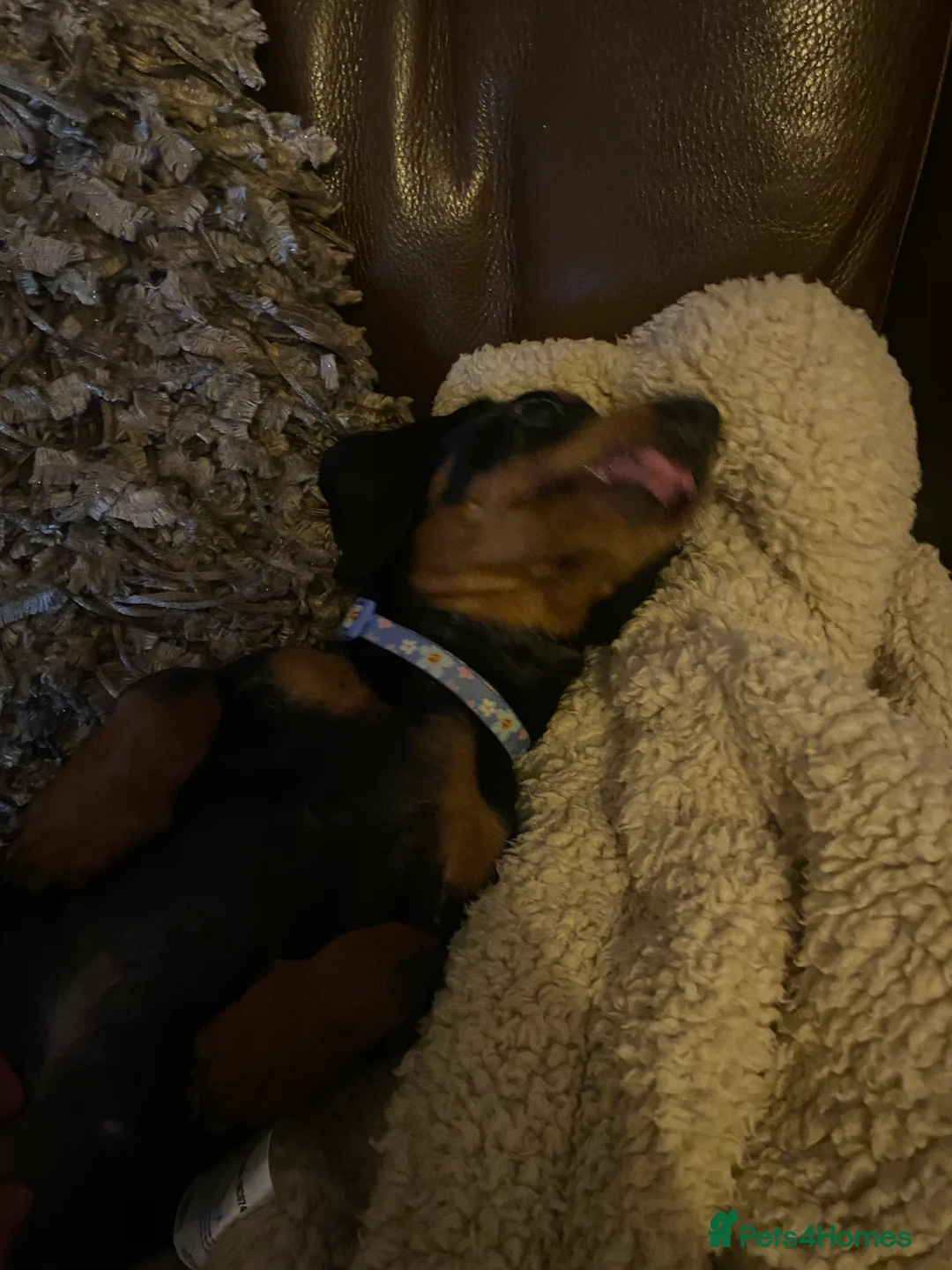 Miniature Dachshund dogs for sale: Beautiful miniature dachshund  - Advert 5