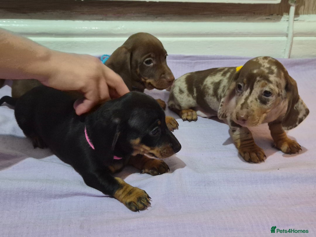 Miniature Dachshund dogs for sale: Hi beautiful mini dachshund for 5* home - Advert 10