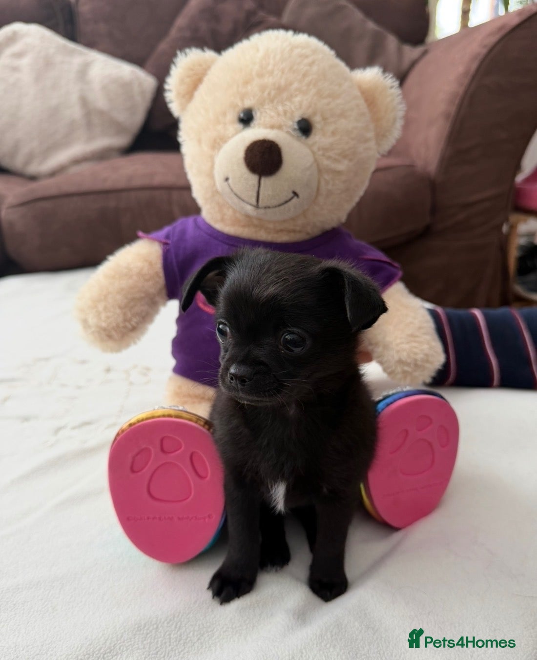 Chihuahua dogs Stunning small solid black chihuahua  - Advert 16