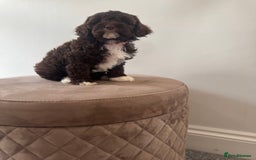 Cavapoo dogs for sale: F1 Cavapoo pups. Beautiful litter of five bitches. - Image 9