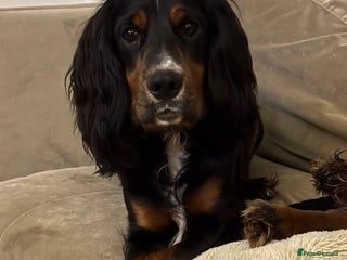 Cocker Spaniel dogs - Advert 2