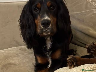 Cocker Spaniel dogs Black, white and tan Cocker Spaniel for stud - Advert 11