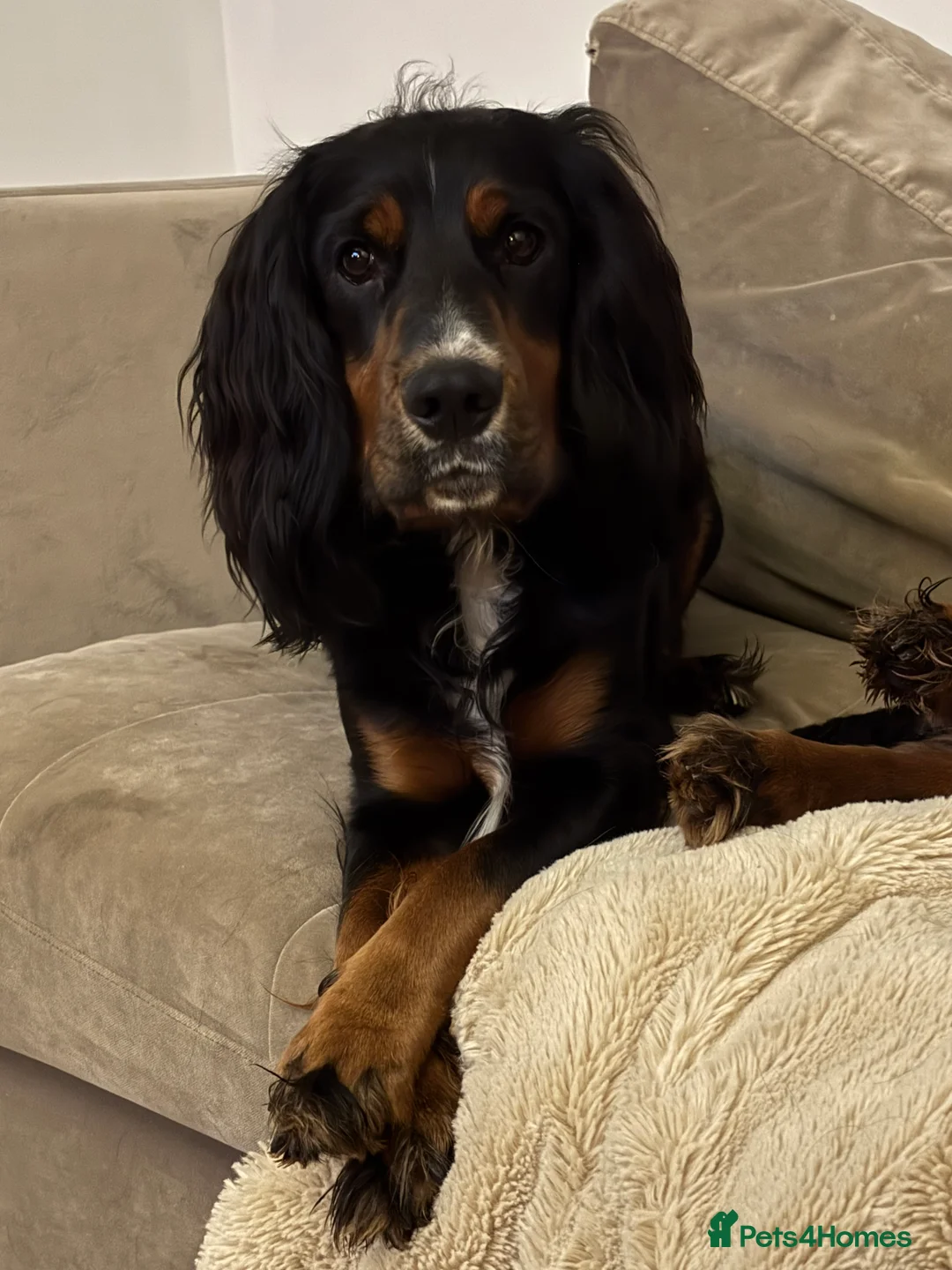 Cocker Spaniel dogs for stud: Black, white and tan Cocker Spaniel for stud - Advert 1