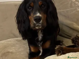 Cocker Spaniel dogs Black, white and tan Cocker Spaniel for stud - Advert 9