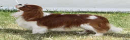 Cavalier King Charles Spaniel dogs for sale: Blenheim Boys - Advert 3