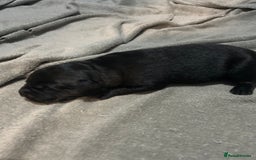 Mixed Breed dogs for sale: Staffrador puppies - Image 4