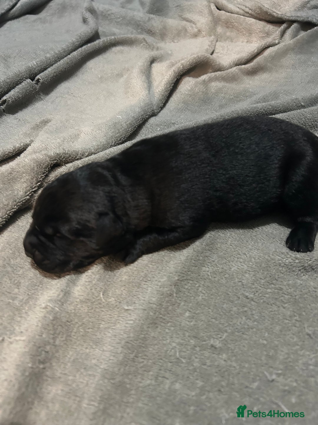 Mixed Breed dogs for sale: Staffrador puppies - Image 4