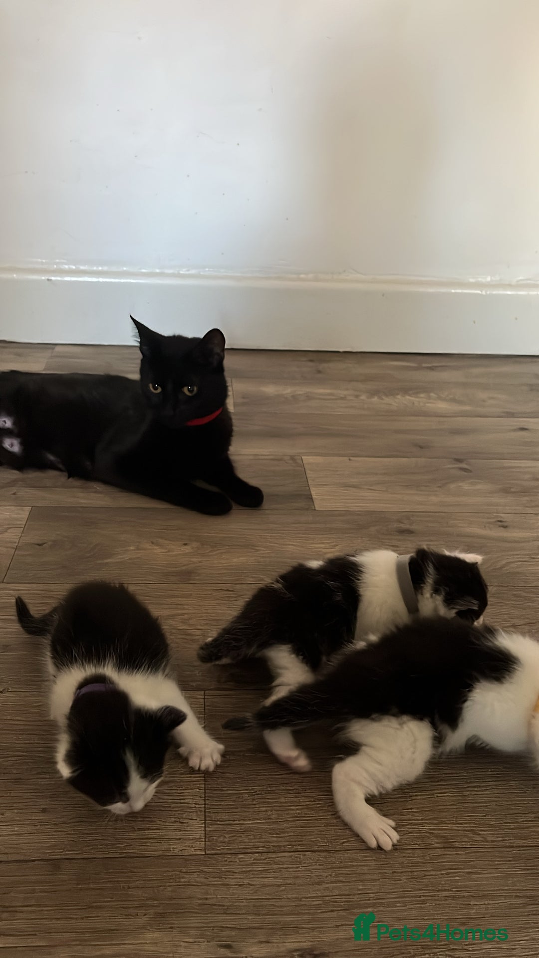 Domestic Shorthair cats for sale: Black & White Domestic Kittens  - Image 5