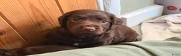 Cocker Spaniel dogs for sale: Stunning Cocker Pups  - Advert 11