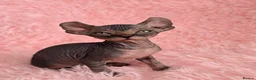 Sphynx cats for sale: 🐾 Gorgeous Sphynx Kittens – Reservations Open! 🐾 - Advert 20