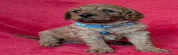 Cavapoo dogs for sale: Adorable Cavapoo Puppies From Licensed Breeder - Advert 5
