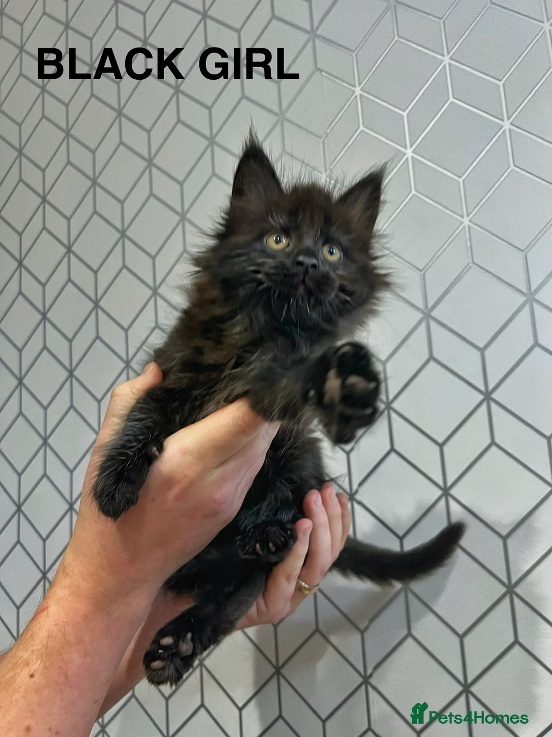 Maine Coon cats for sale: Maine coon last blue girl available 💜 - Advert 21