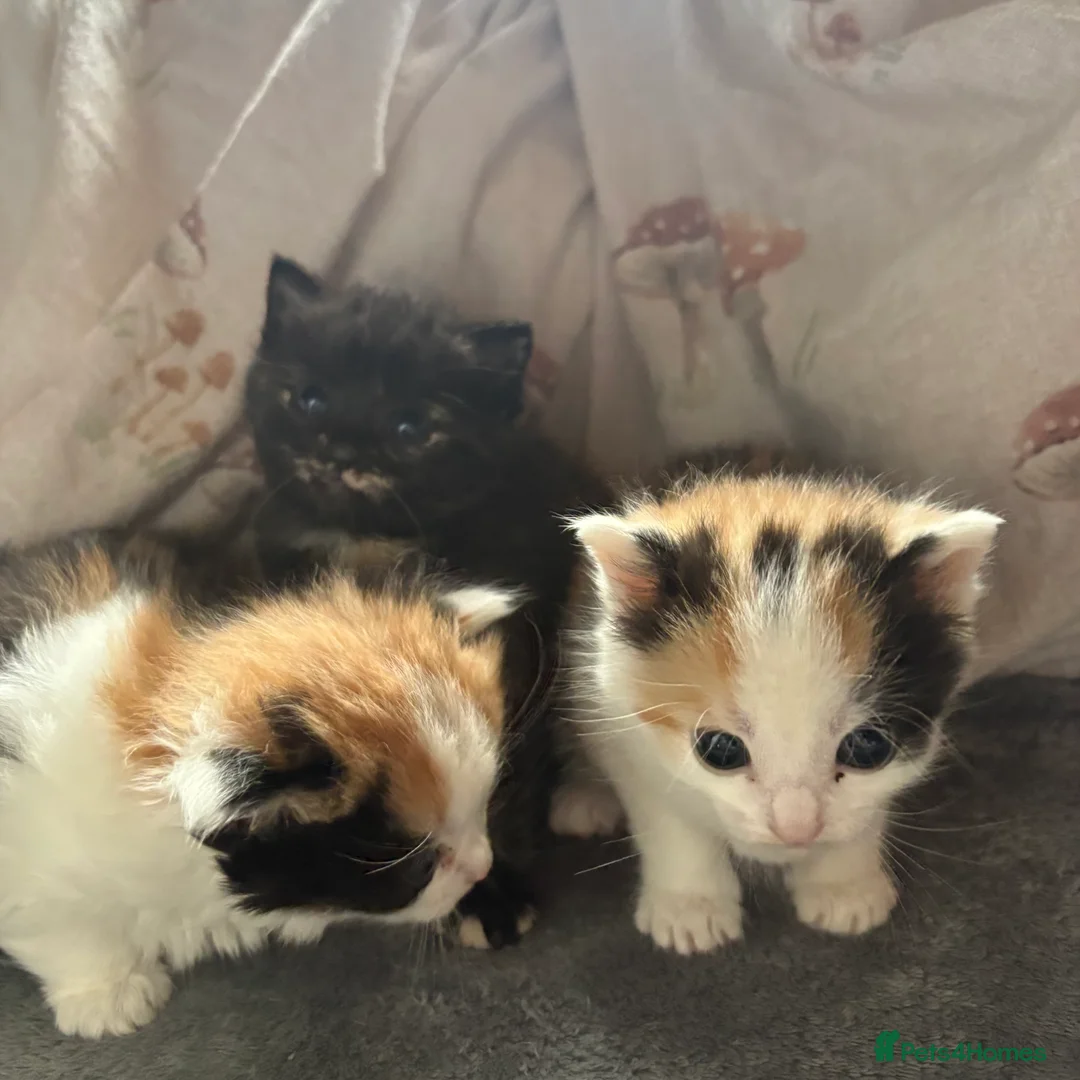 Mixed Breed cats for sale: Beautiful girls for a sale  - Advert 5
