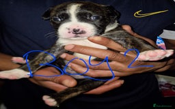 Mixed Breed dogs for sale: 10 beautiful cane corso cross bullmastiff puppies - Image 9