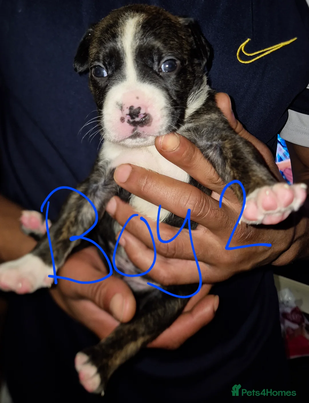 Mixed Breed dogs for sale: 10 beautiful cane corso cross bullmastiff puppies - Advert 9