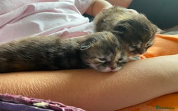 Maine Coon cats for sale: White Maine Coon boy  - Image 19