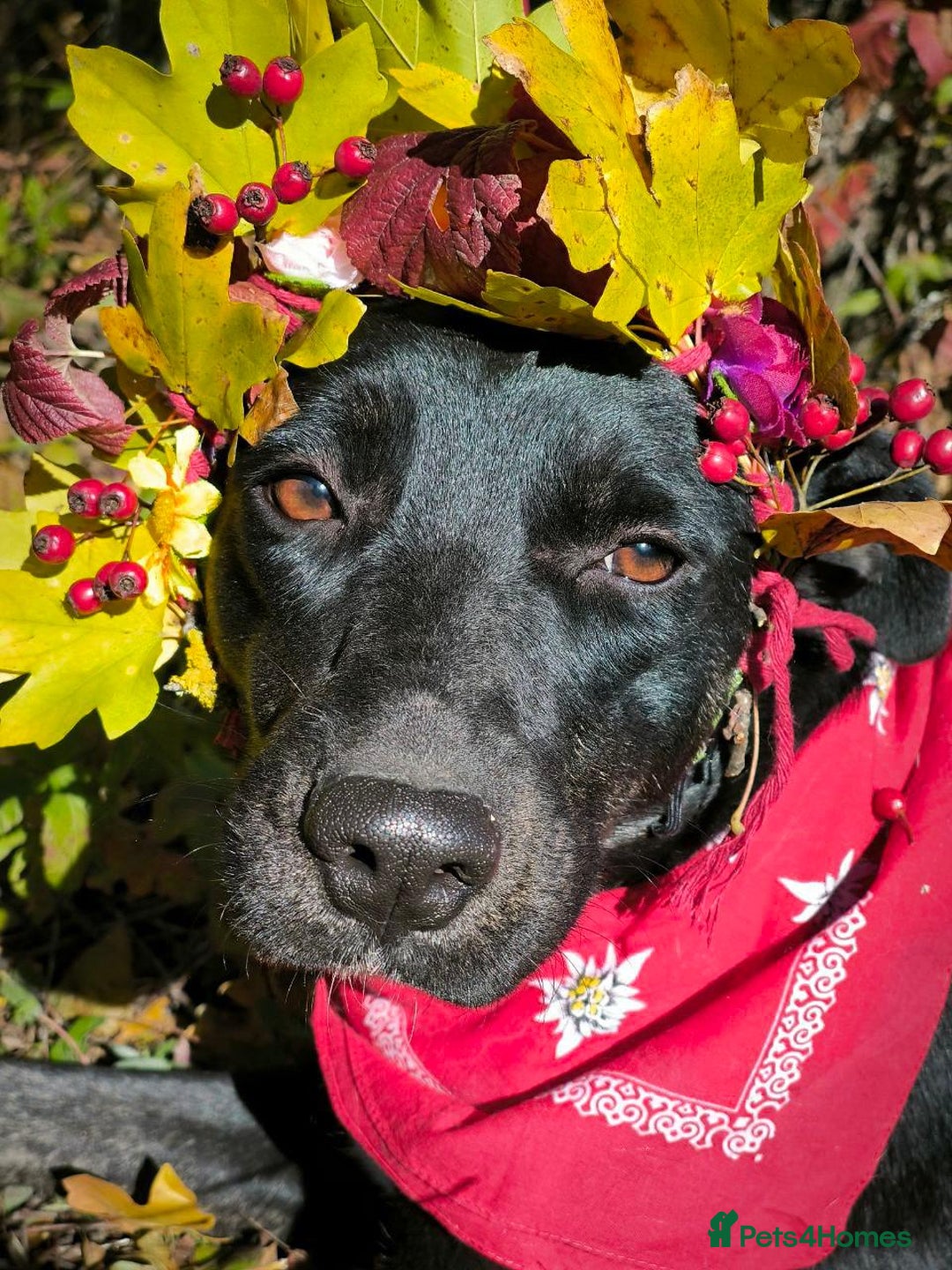 Mixed Breed dogs for adoption: 💖🐶 BLACKY 🐶💖 - Advert 14