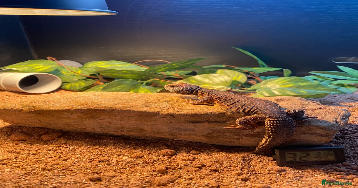 Lizard Reptiles for sale in Glasgow, Glasgow City | Pets4Homes