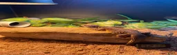 Lizard reptiles for sale: Moroccan Uromastyx (+/- set up)  in Glasgow - Advert 1