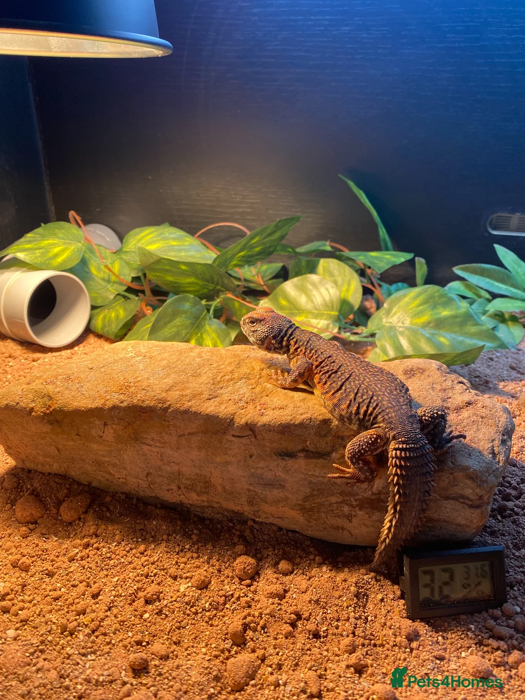 Lizard reptiles for sale: Moroccan Uromastyx (+/- set up)  in Glasgow - Advert 1