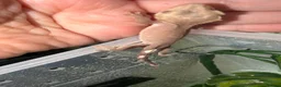 Gecko reptiles for sale: Phantom Axanthic Crested Gecko - Advert 3