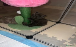 British Shorthair cats for sale: British Shorthair Kittens - Image 21