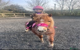Welsh Section A horses for sale: Toni The Pony 10.3hh Mare 🦄 - Image 28