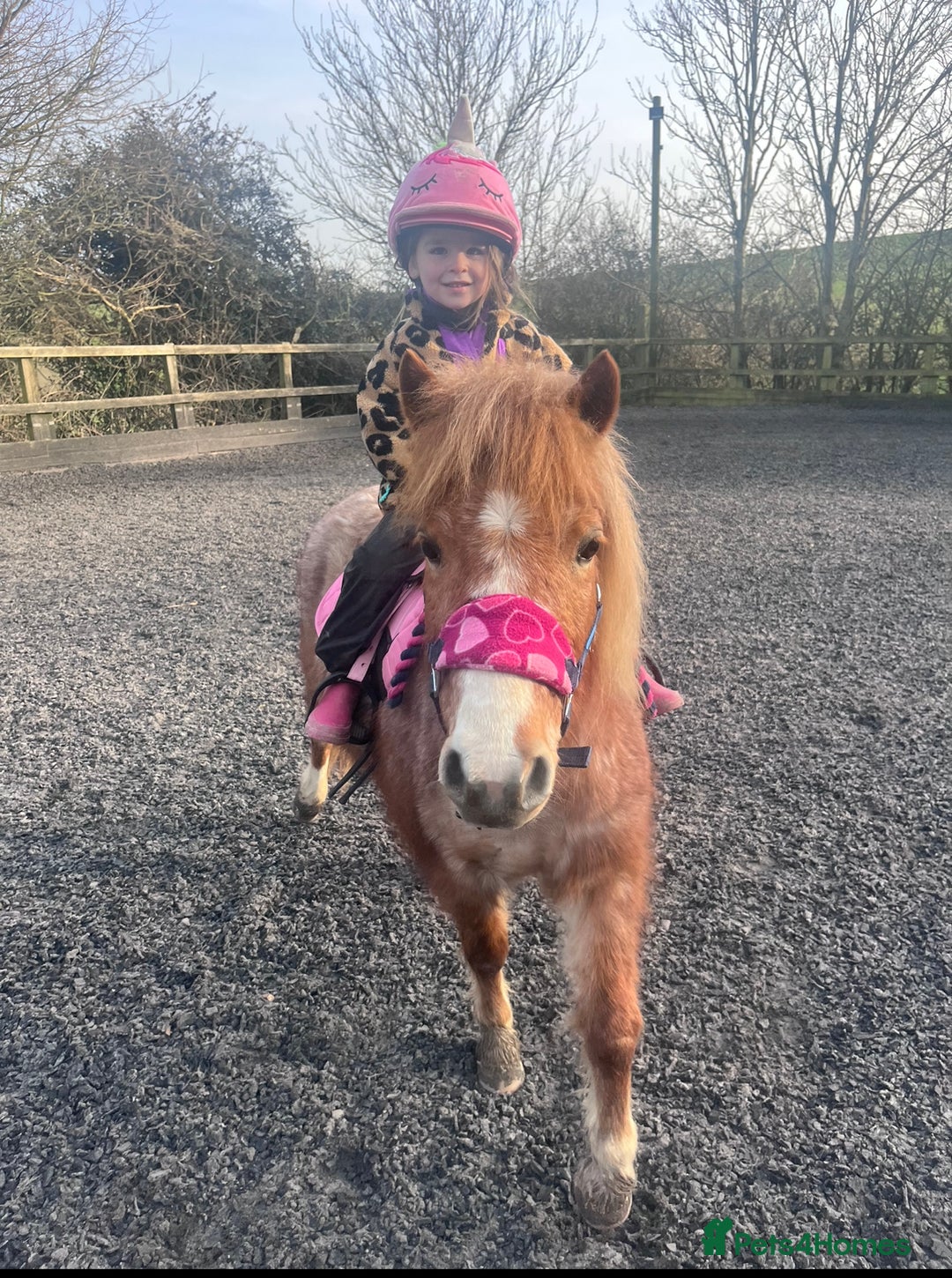 Welsh Section A horses for sale: Toni The Pony 10.3hh Mare 🦄 - Image 28