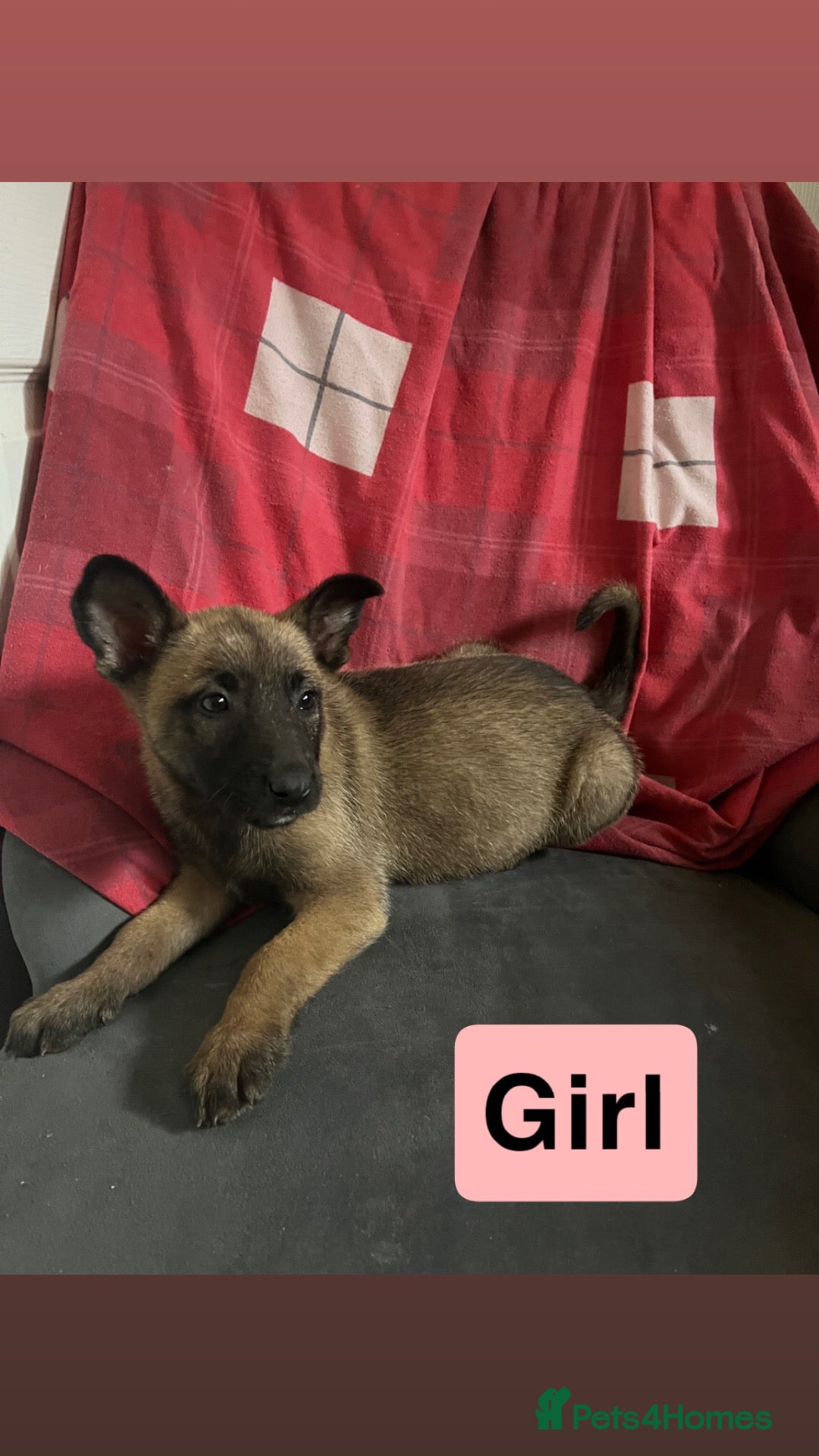 Mixed Breed dogs Belgium Malinois cross German Shepherds - Advert 3