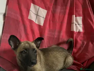 Mixed Breed dogs Belgium Malinois cross German Shepherds - Advert 3