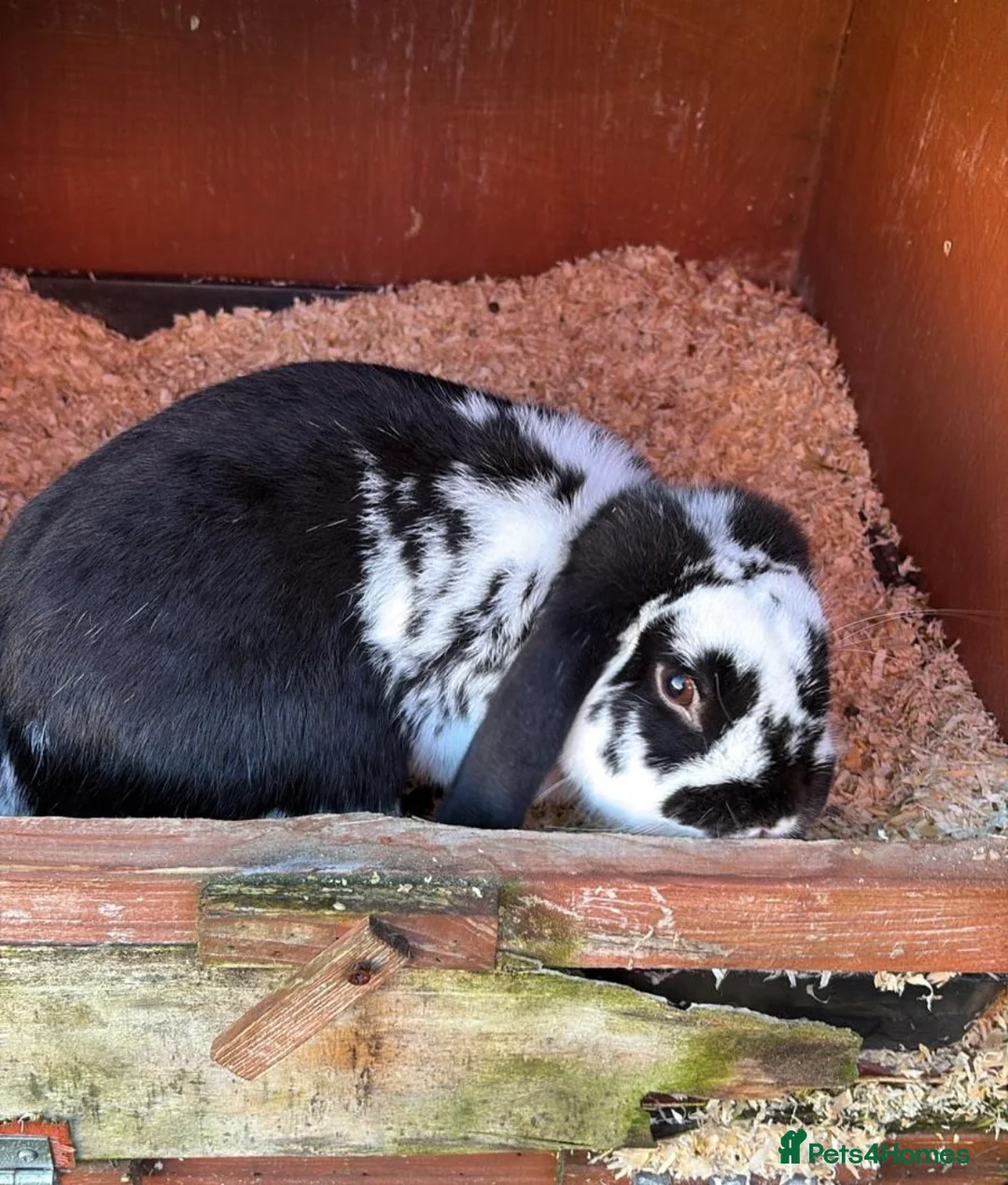 Mixed Breed rabbits for sale: 6 Adorable English Spot marking Lops - Advert 12
