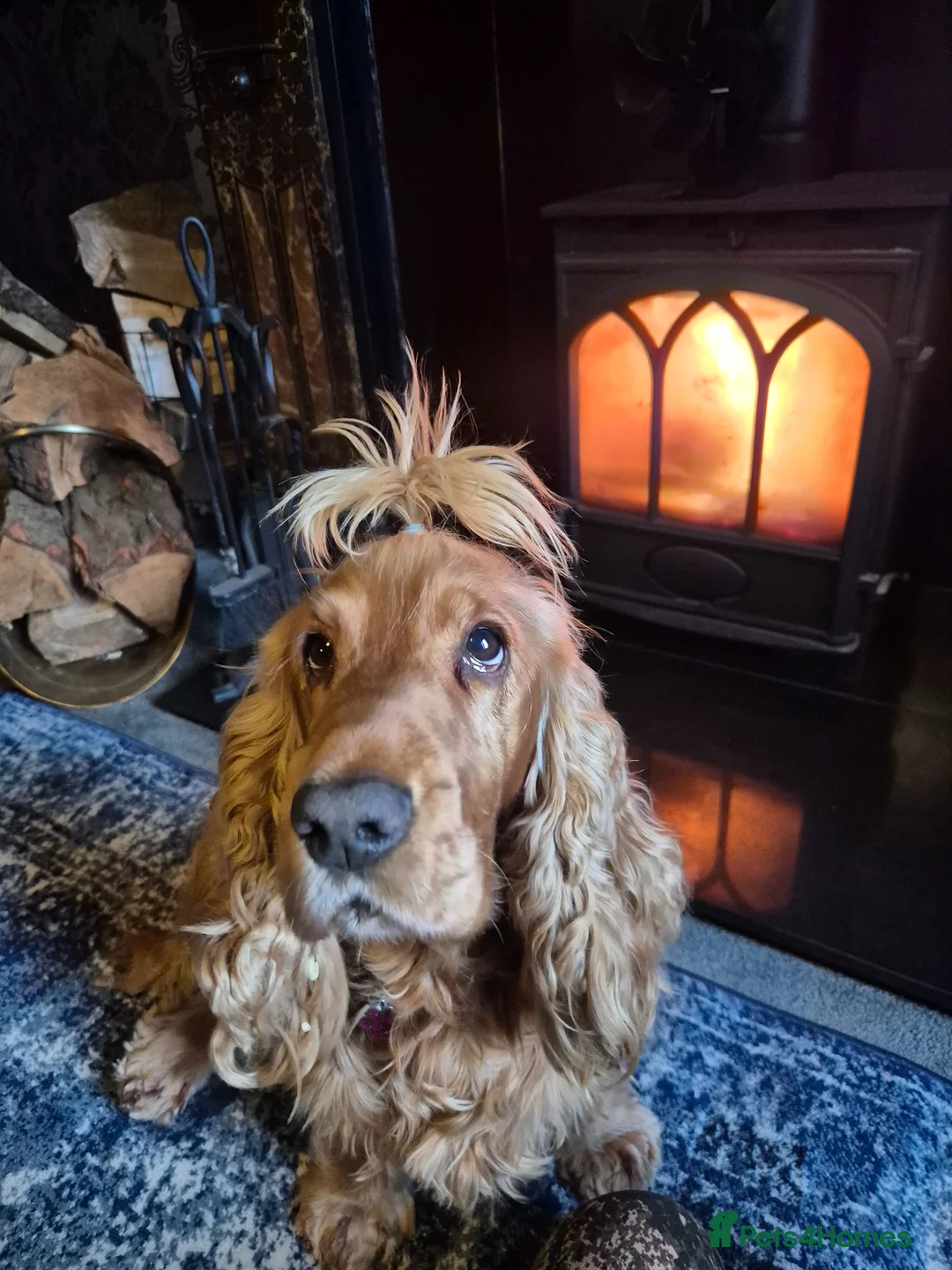 Cocker Spaniel dogs for sale: show type cocker spaniel - Advert 15