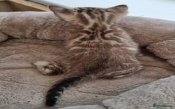 Bengal cats for sale: TICA Registered Bengal Kittens–Ready End Nov 25 - Image 2