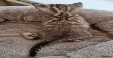 Bengal cats - Advert 3