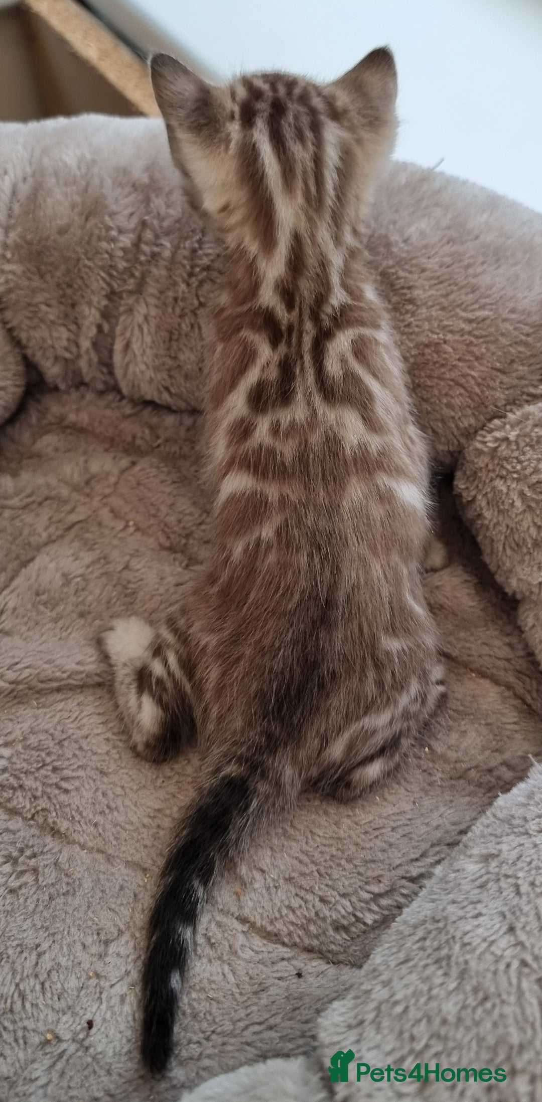 Bengal cats for sale: TICA Registered Bengal Kittens–Ready End Nov 25 - Image 2