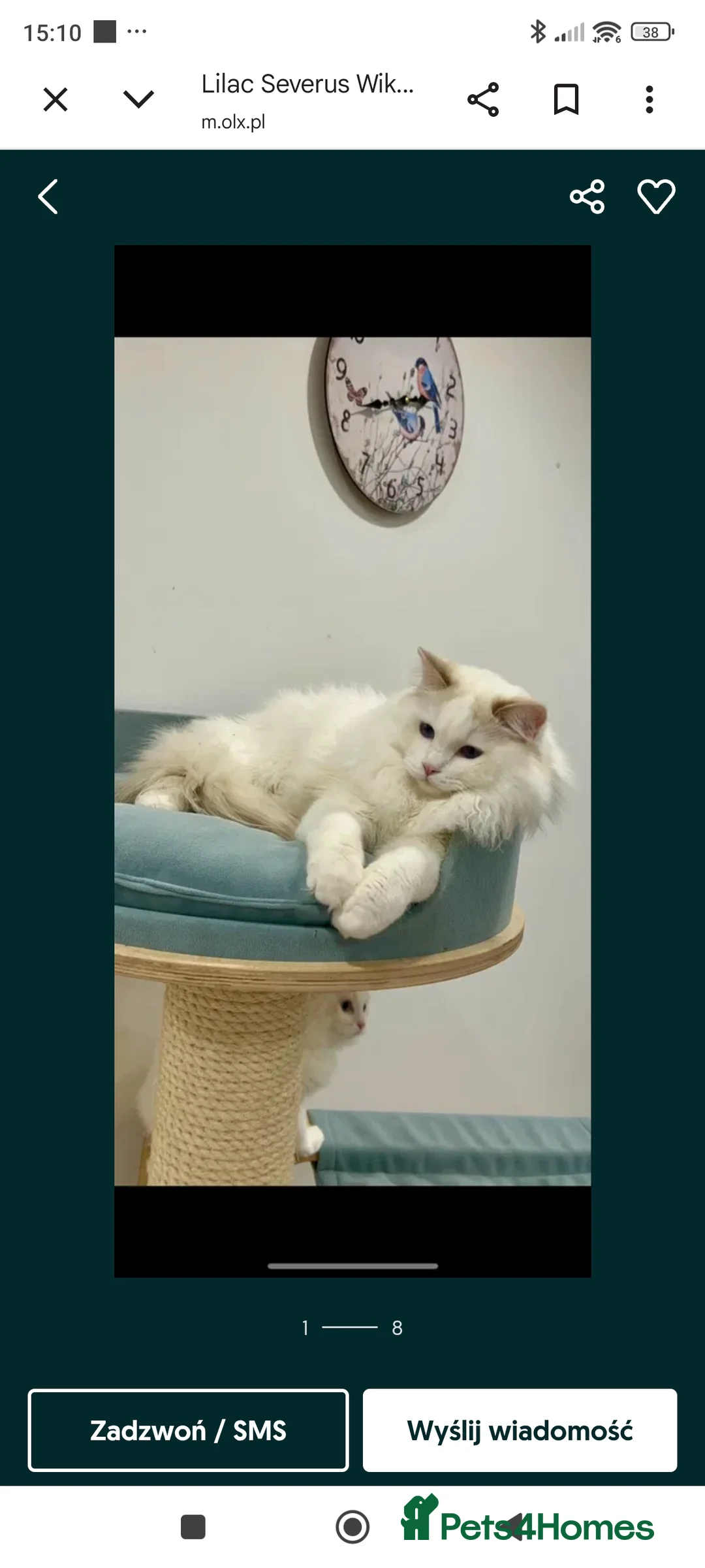 Ragdoll cats for sale: Lilac active ragdoll male - Advert 1