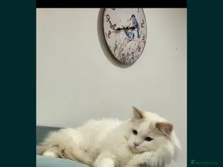 Ragdoll cats Lilac active ragdoll male - Advert 11