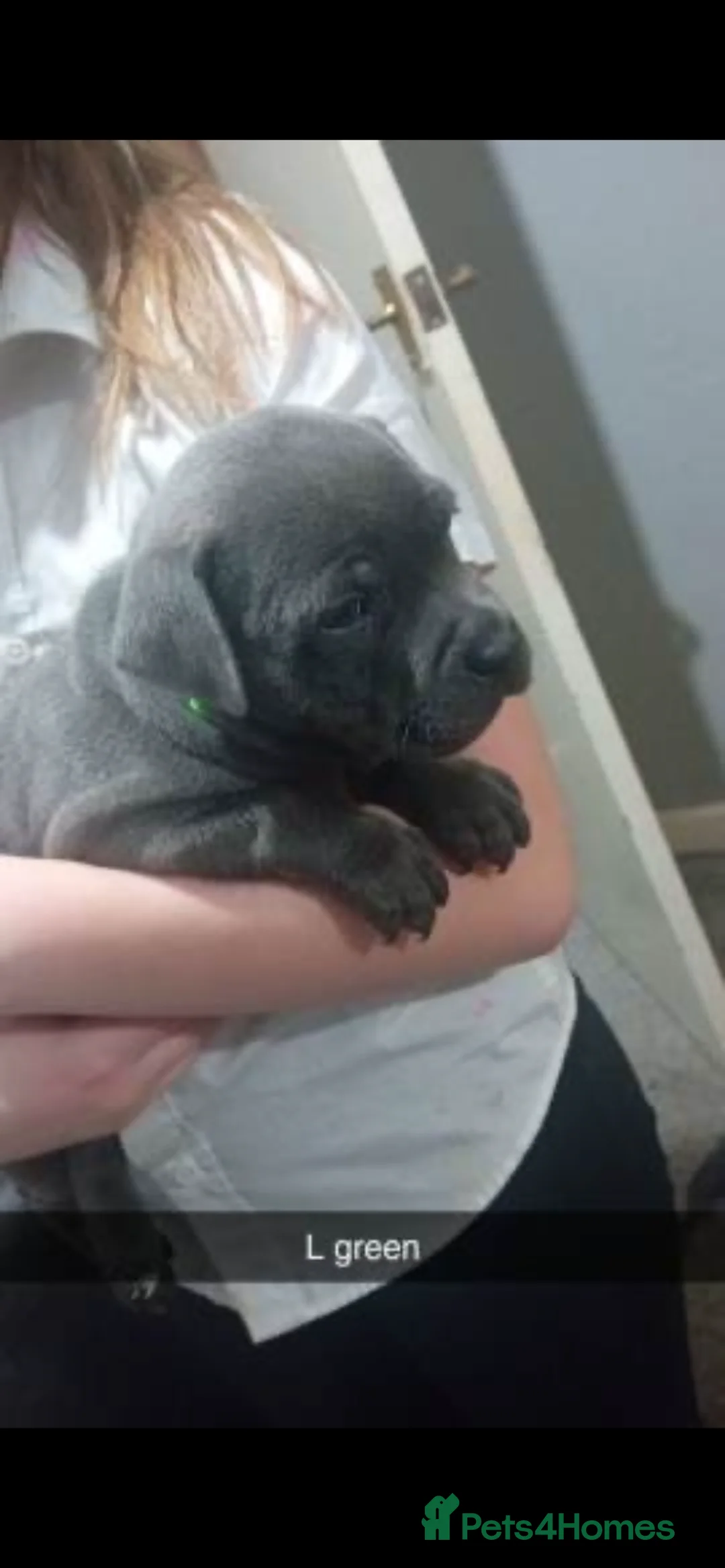 Staffordshire Bull Terrier dogs for sale: Stunning 100% Outstanding Staffy Puppies  - Advert 35