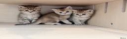 British Shorthair cats for sale: Adorable BSH Golden Shaded (25) Kittens - Advert 6