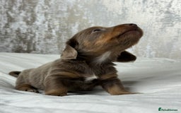 Miniature Dachshund dogs for sale: quality minature dachshunds (ready 14th october) - Image 10
